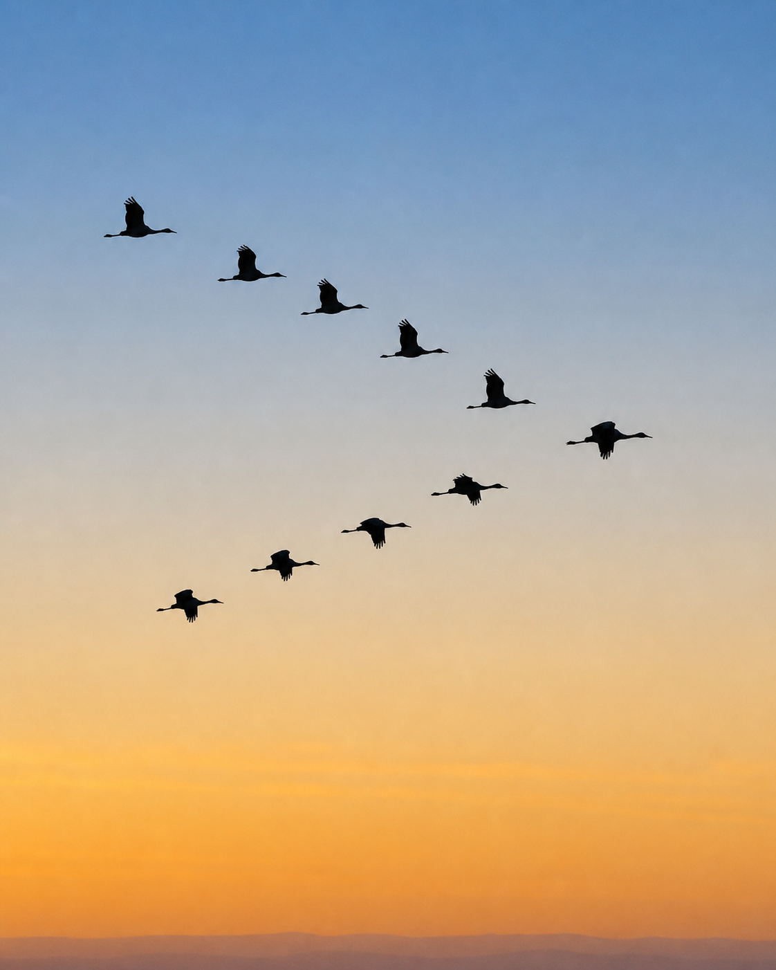 Bandada de aves en formación